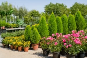مشاتل كويتية تعرض شتلات متنوعة من النباتات في حاويات، مع أشجار خضراء وزهور ملونة