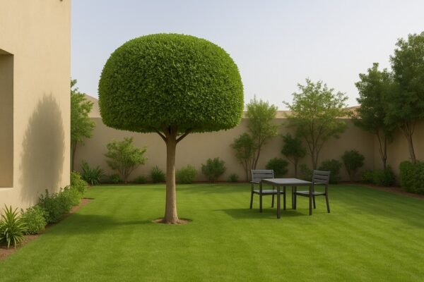 شجرة بتاج دائري في حديقة منزلية بالكويت